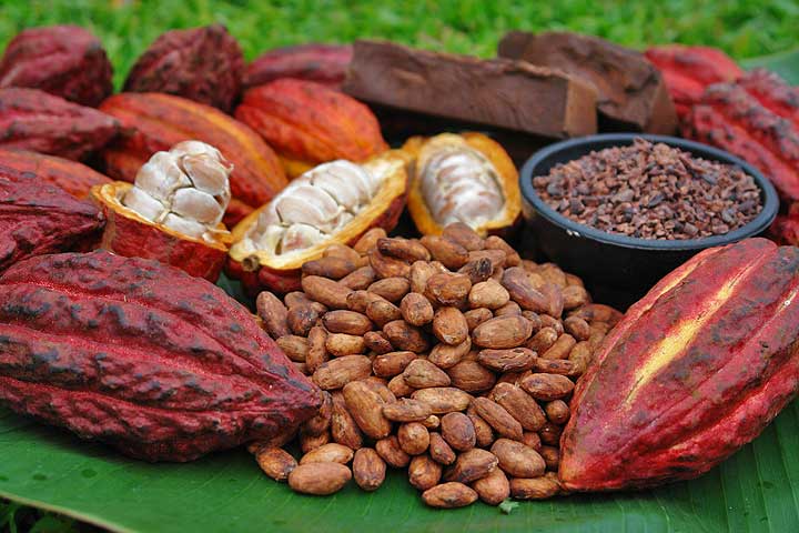 26/10/16 cacao: 2 chefs franais et japonais dcouvrent les plantations