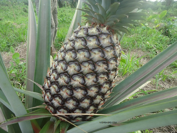 06/12/17 COUVERTURE DES RISQUES AGRICOLES AU SENEGAL : Les premiers pas de l'assurance indiciaire