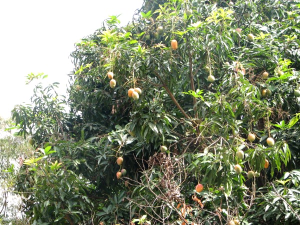 20/10/16 Campagne 2016 de la filire mangue en Cte dIvoire : 6,5 milliards de FCFA distribus aux producteurs