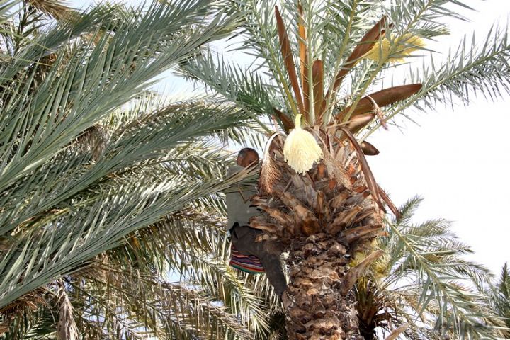 18/09/15    Cte dIvoire: la filire palmier  huile menace par la chute des prix