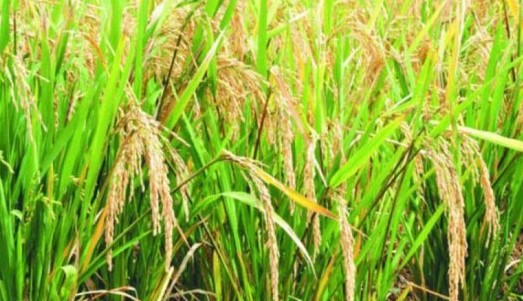 16/08/23  1 million de tonnes de riz paddy  produire au Bnin dici 2025