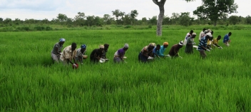 29/03/22 La diversification de l’agriculture : un moyen pour assurer la sécurité alimentaire du continent