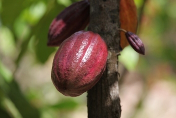 26/07/22  Bilan de l’initiative Cacao & Forêts en Côte d’Ivoire et au Ghana en 2021