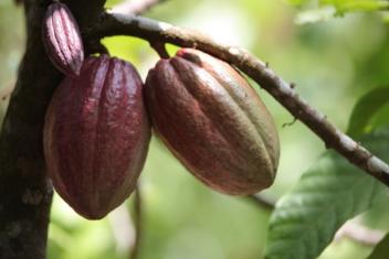 23/02/17  La Cte d'Ivoire a vendu 350 000 tonnes de cacao des contrats en dfaut