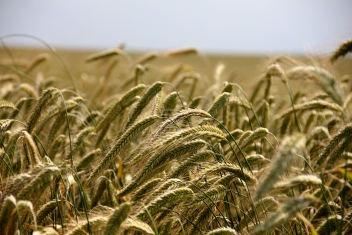 21/07/22   Le Nigeria autorise les importations de blé OGM de l'argentin Bioceres