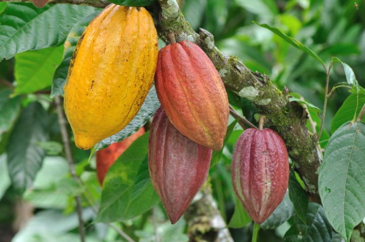 03/12/17  L'excdent mondial de cacao dgag en 2016/17 serait plus important encore