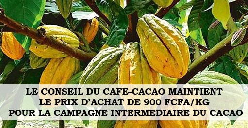 04/04/23 Campagne intermdiaire du cacao: le prix bord champ fix  900FCFA/KG