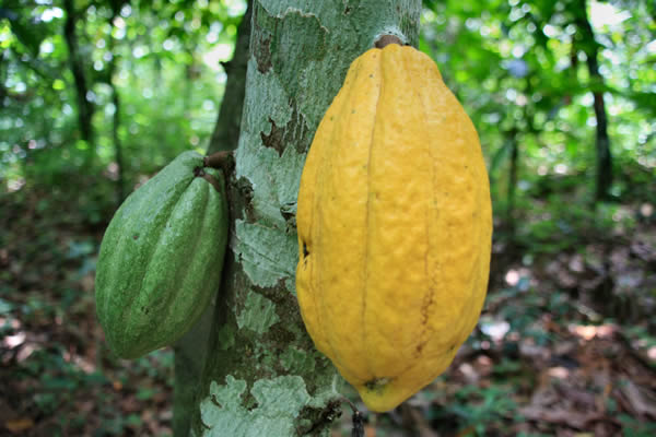 09/08/17 A fin juillet, les achats de cacao au Ghana atteignaient 909 493 t