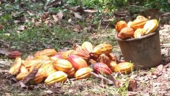 14/12/17  $5 millions de lUE en faveur de la culture du cacao au Liberia