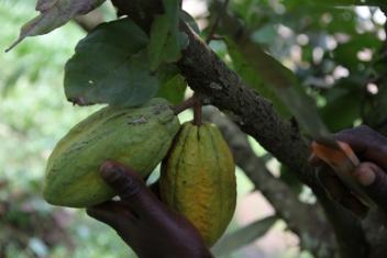 03/05/17  Le Cocobod renouvelle les vergers de cacaoyers au Ghana
