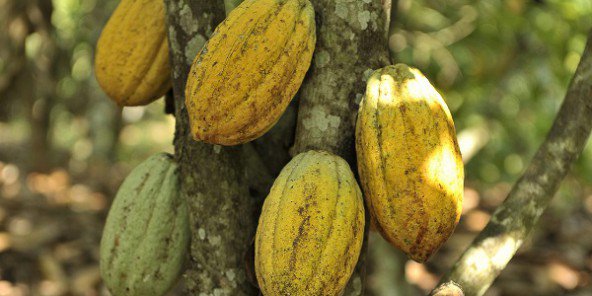 29/12/16  Cacao : la Cte dIvoire enregistre une hausse des exportations et de ses stocks