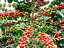 07/12/16  Cte d'Ivoire: le prix du kilogramme de caf fix  750 FCFA, annonce le gouvernement  
