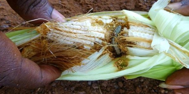 27/12/17  Agriculture : au Zimbabwe la lgionnaire d'automne menace de nouveau les rcoltes