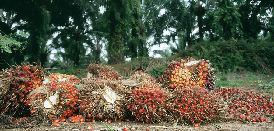 14/02/17  Cte d'Ivoire - Palmiers  Huile : Certification de 5 000 petits producteurs dhuile de palme en Cte dIvoire