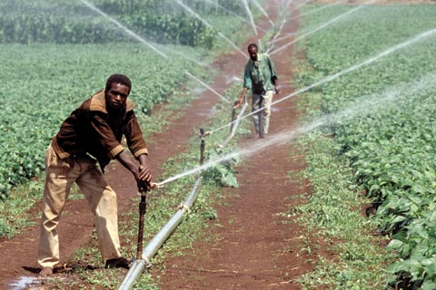 Petite irrigation locale : La Bad pour une vulgarisation à grande échelle du Papil