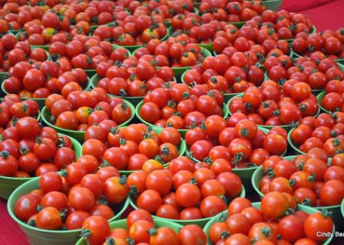 01/09/15  Nigeria: de nouvelles varits de tomates pour rduire la facture des importations