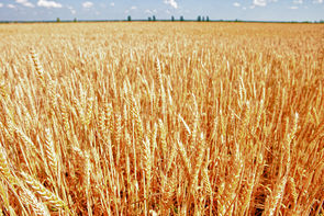 Le blé et le maïs achèveraient leur campagne sur des records de production