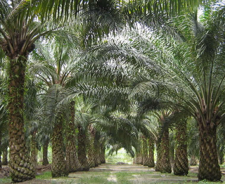 03/05/2017 La filire palmier  huile en Cte dIvoire sattelle  la traabilit