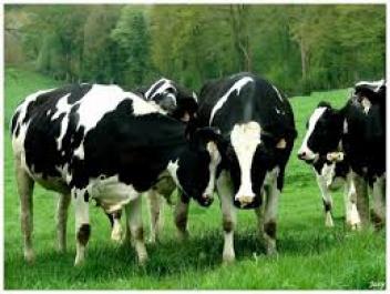 24/02/171000 vaches laitires seront importes  Kaolack au Sngal