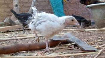 07/08/17  Le Burkina interdit toujours les importations avicoles de Cte d'Ivoire et du Ghana